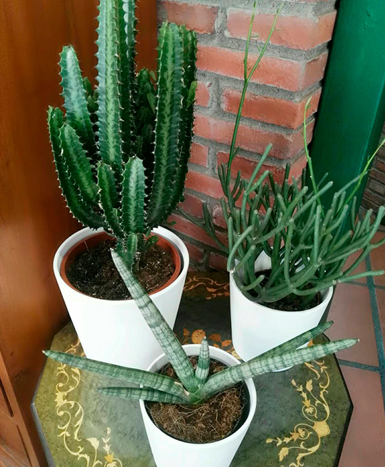 Plantas de fácil cuidado