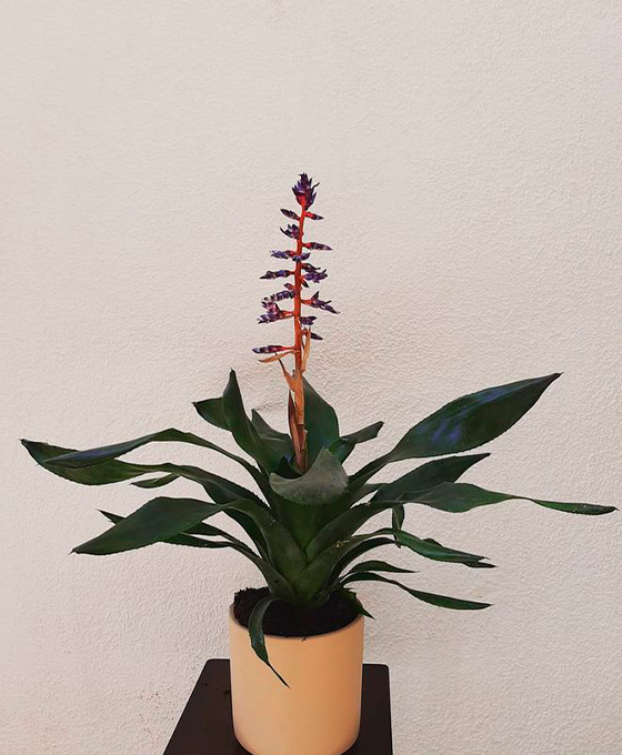 Envío de Plantas en Girona