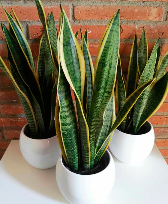 Comprar Plantas en Blanes